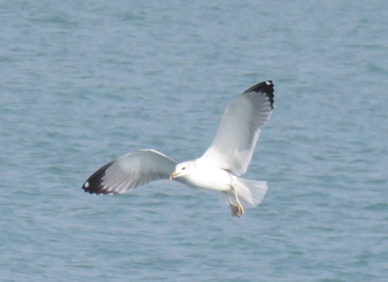 Lesser Black-backed Gull (Steppe) - ML612122155