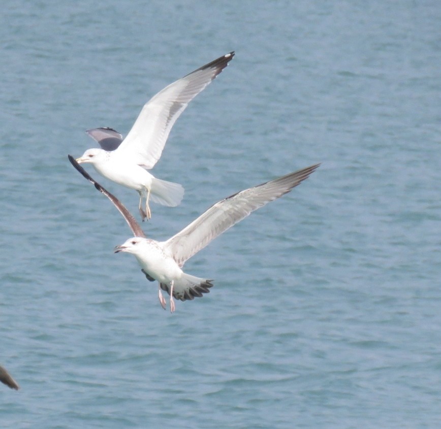 Lesser Black-backed Gull (Steppe) - ML612122156