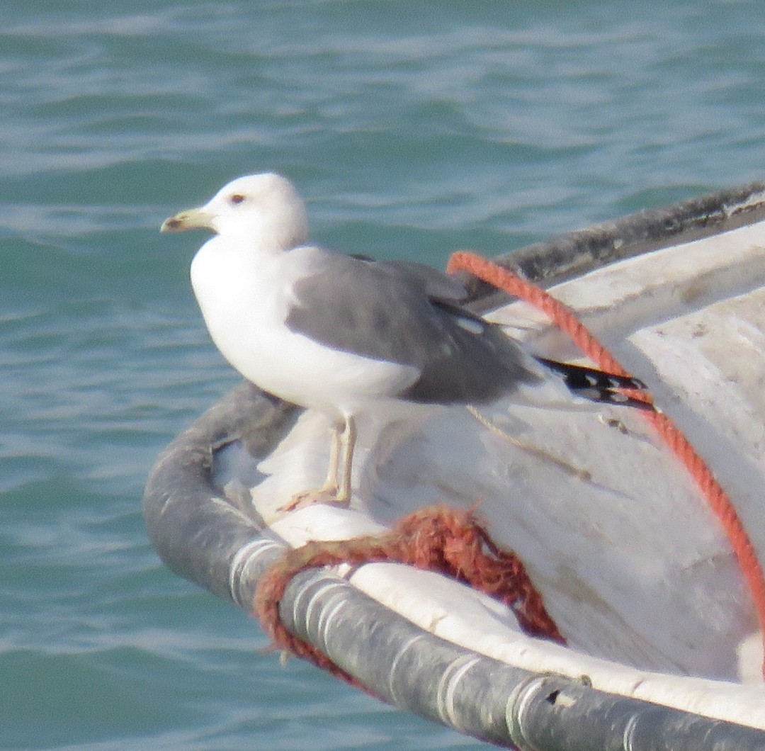 Lesser Black-backed Gull (Steppe) - ML612122157