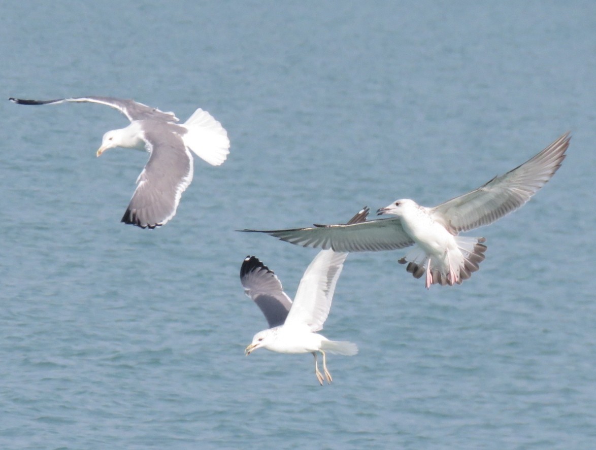 Lesser Black-backed Gull (Steppe) - ahmad mohammadi ravesh