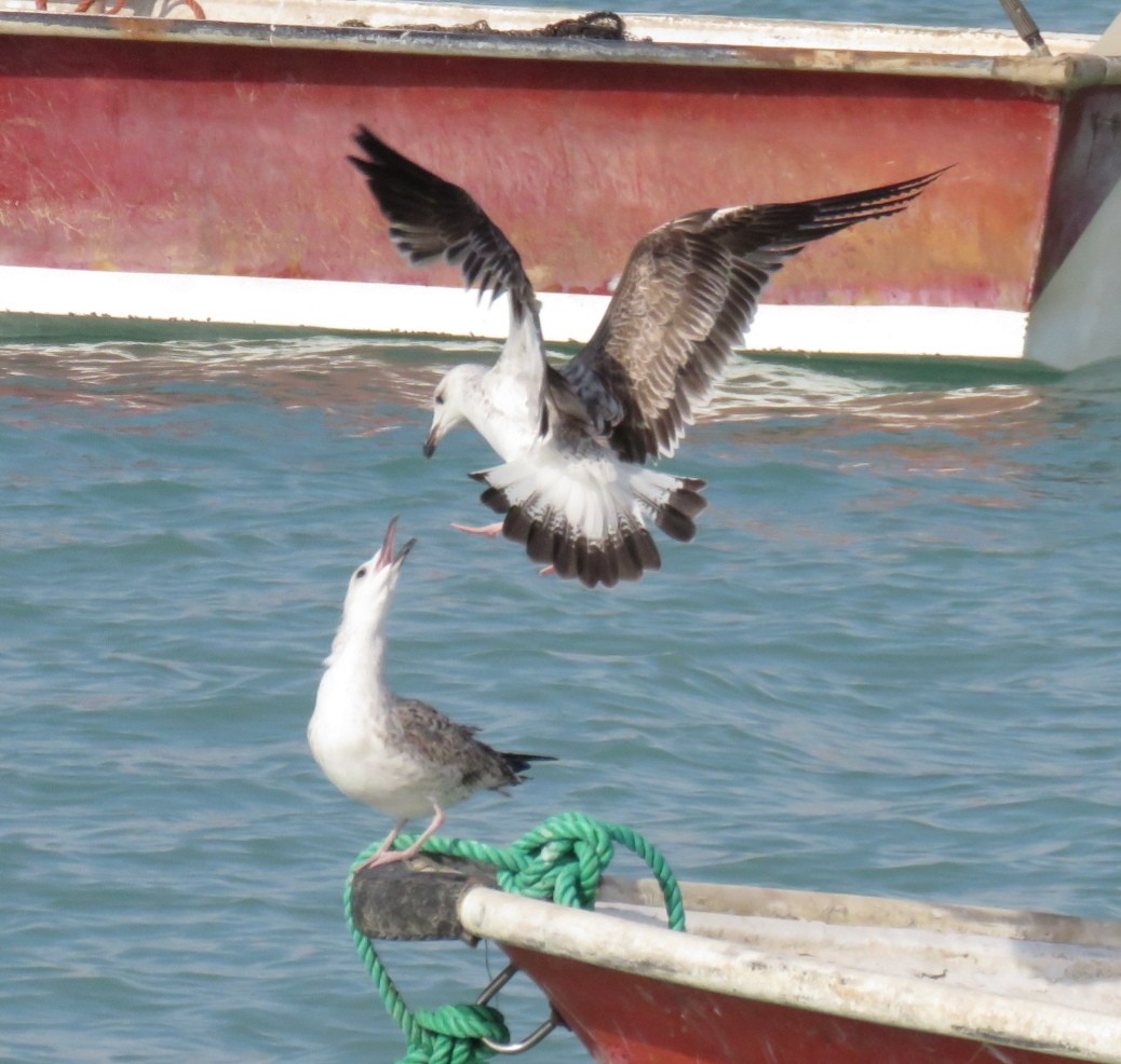 Lesser Black-backed Gull (Steppe) - ahmad mohammadi ravesh