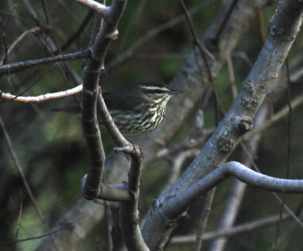 Northern Waterthrush - ML612122167