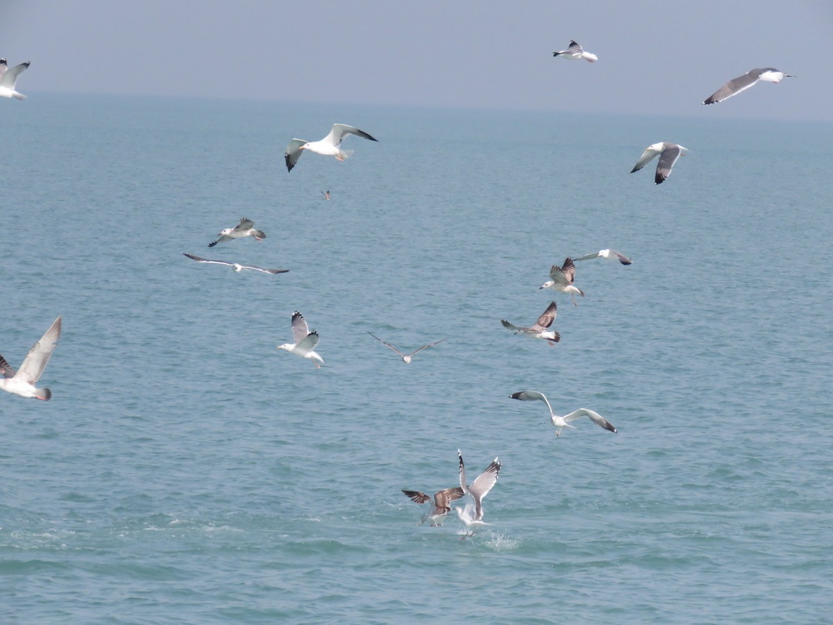 Lesser Black-backed Gull (Steppe) - ML612122174