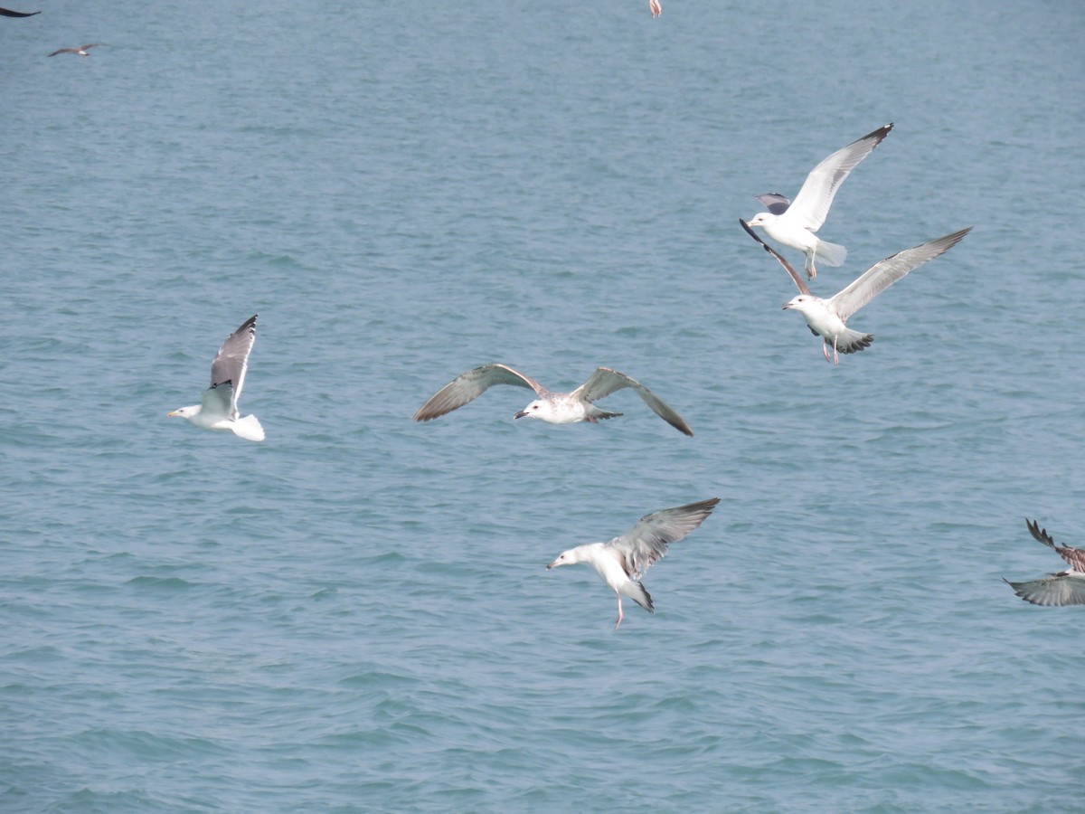 Lesser Black-backed Gull (Steppe) - ML612122175