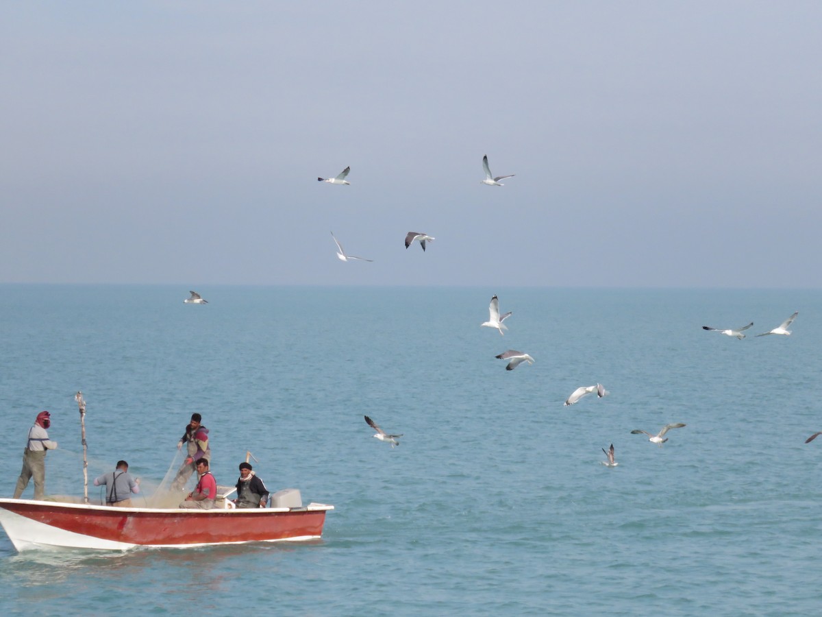 Gaviota Sombría (barabensis) - ML612122176