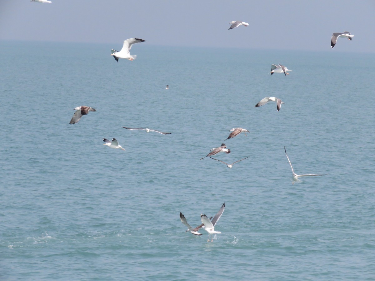 Gaviota Sombría (barabensis) - ML612122177