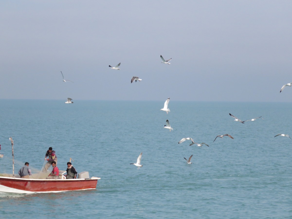 Gaviota Sombría (barabensis) - ML612122178