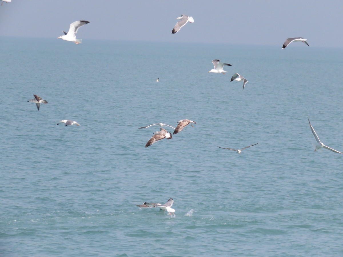 Lesser Black-backed Gull (Steppe) - ML612122179