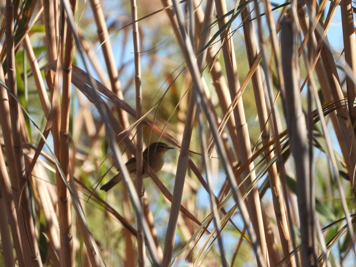 Common Chiffchaff - ML612122212