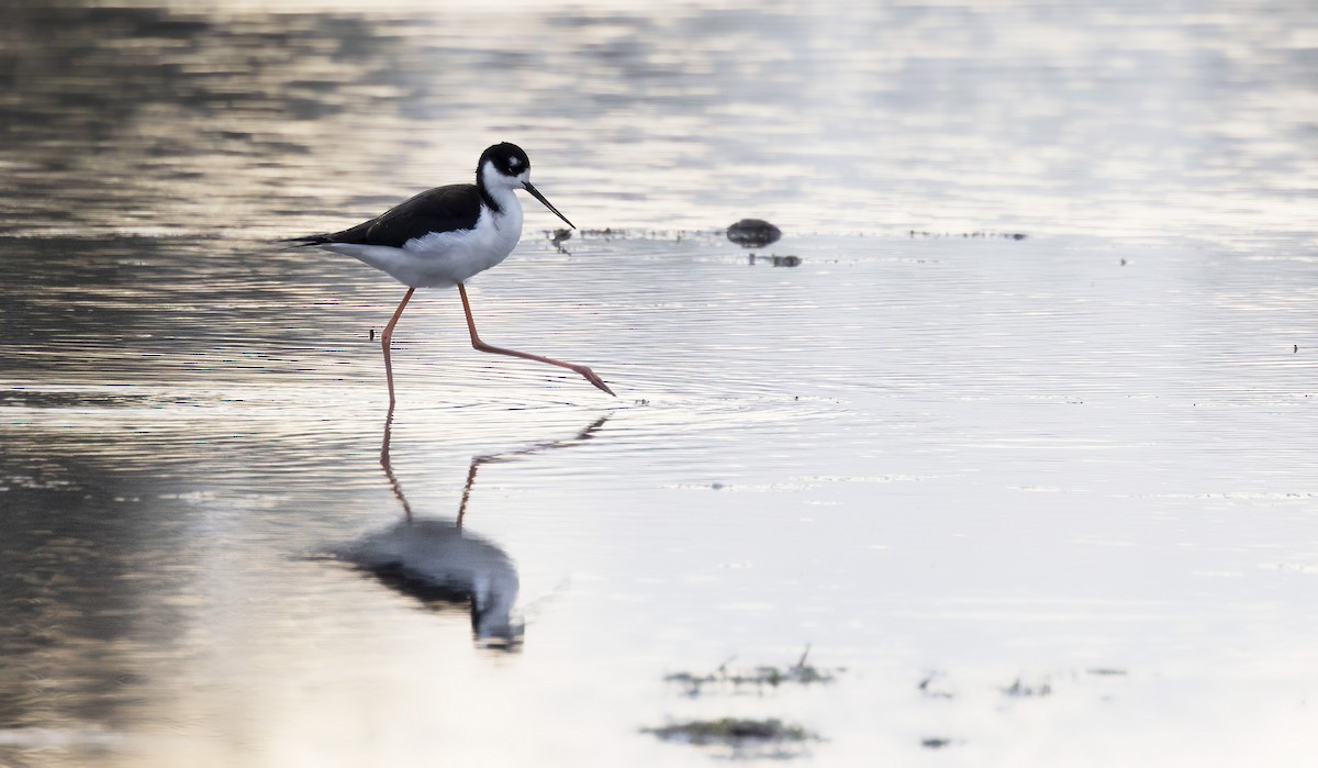 Black-necked Stilt - ML612122223