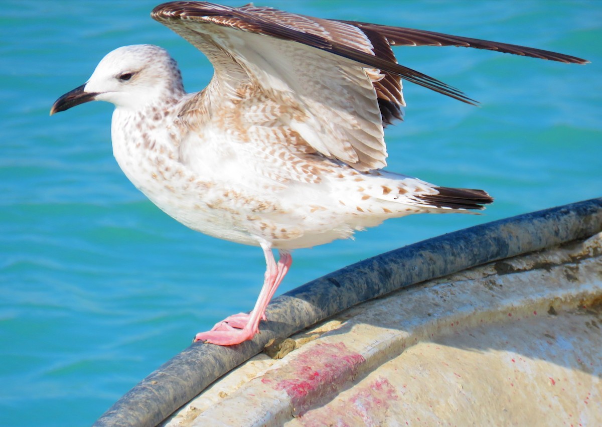 Lesser Black-backed Gull (Steppe) - ML612122239