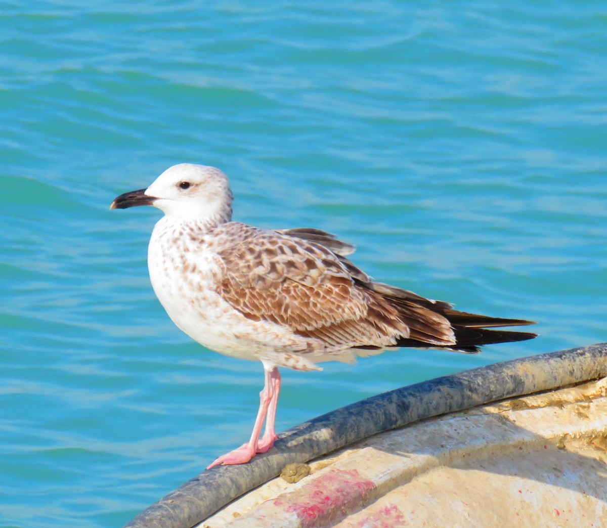 Lesser Black-backed Gull (Steppe) - ahmad mohammadi ravesh