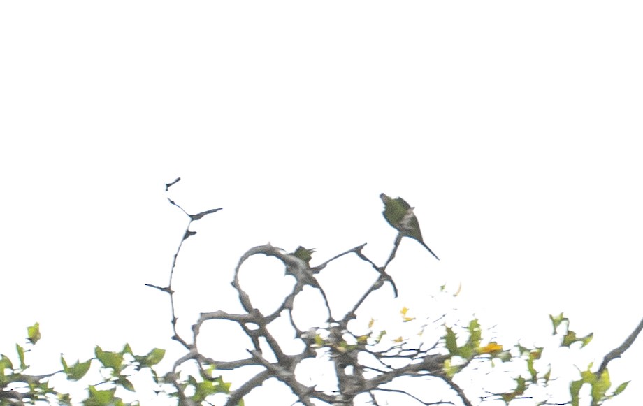 Blue-crowned Parakeet (Blue-headed) - ML612122268