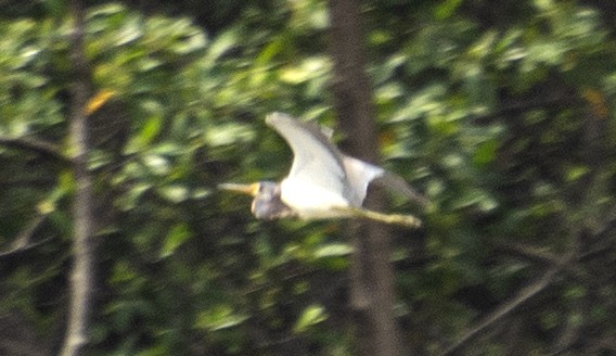 Tricolored Heron - ML612122274