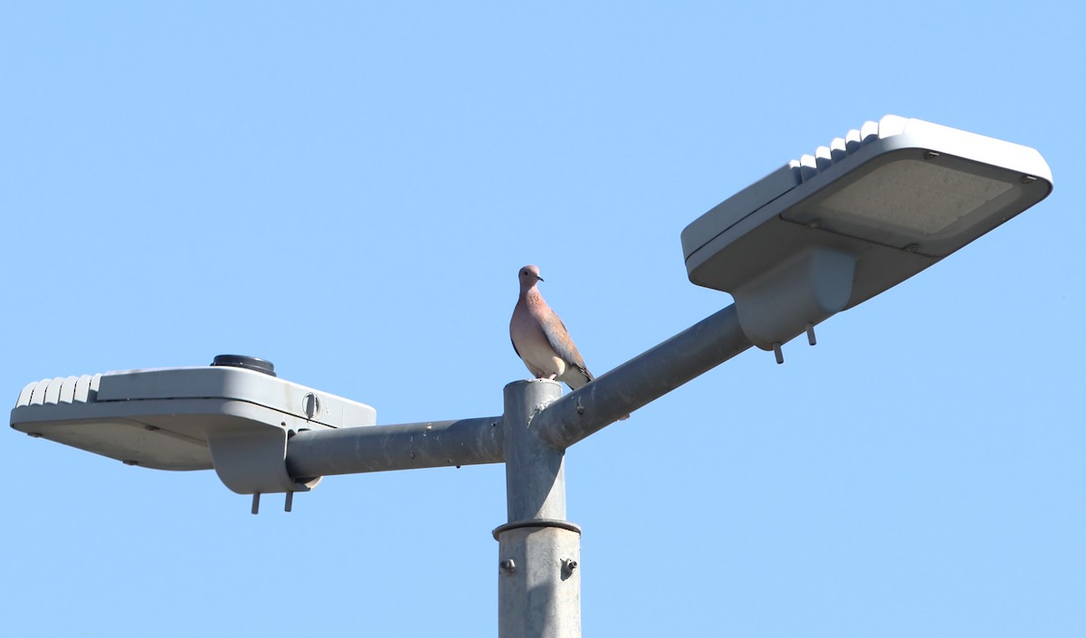 Laughing Dove - ML612122277