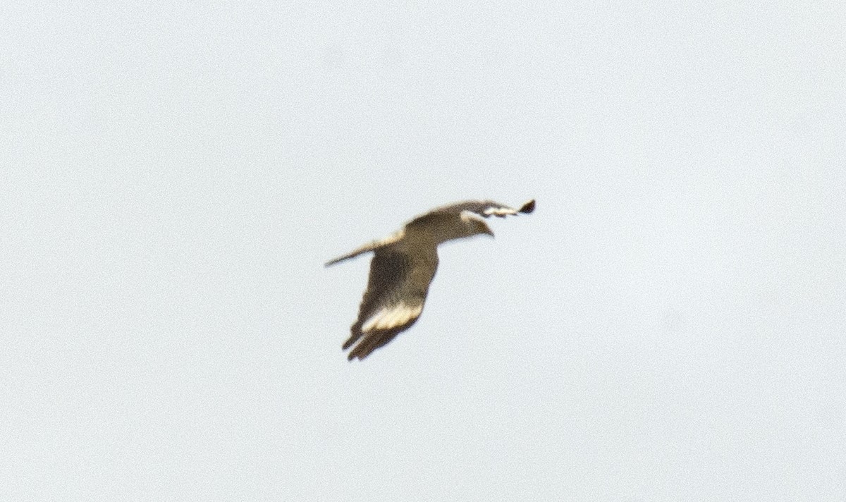 Yellow-headed Caracara - ML612122282