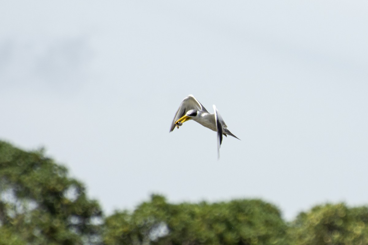 Large-billed Tern - ML612122304