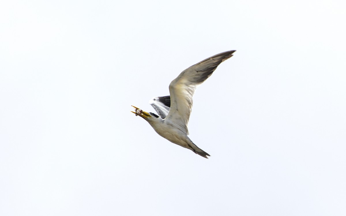 Large-billed Tern - ML612122305
