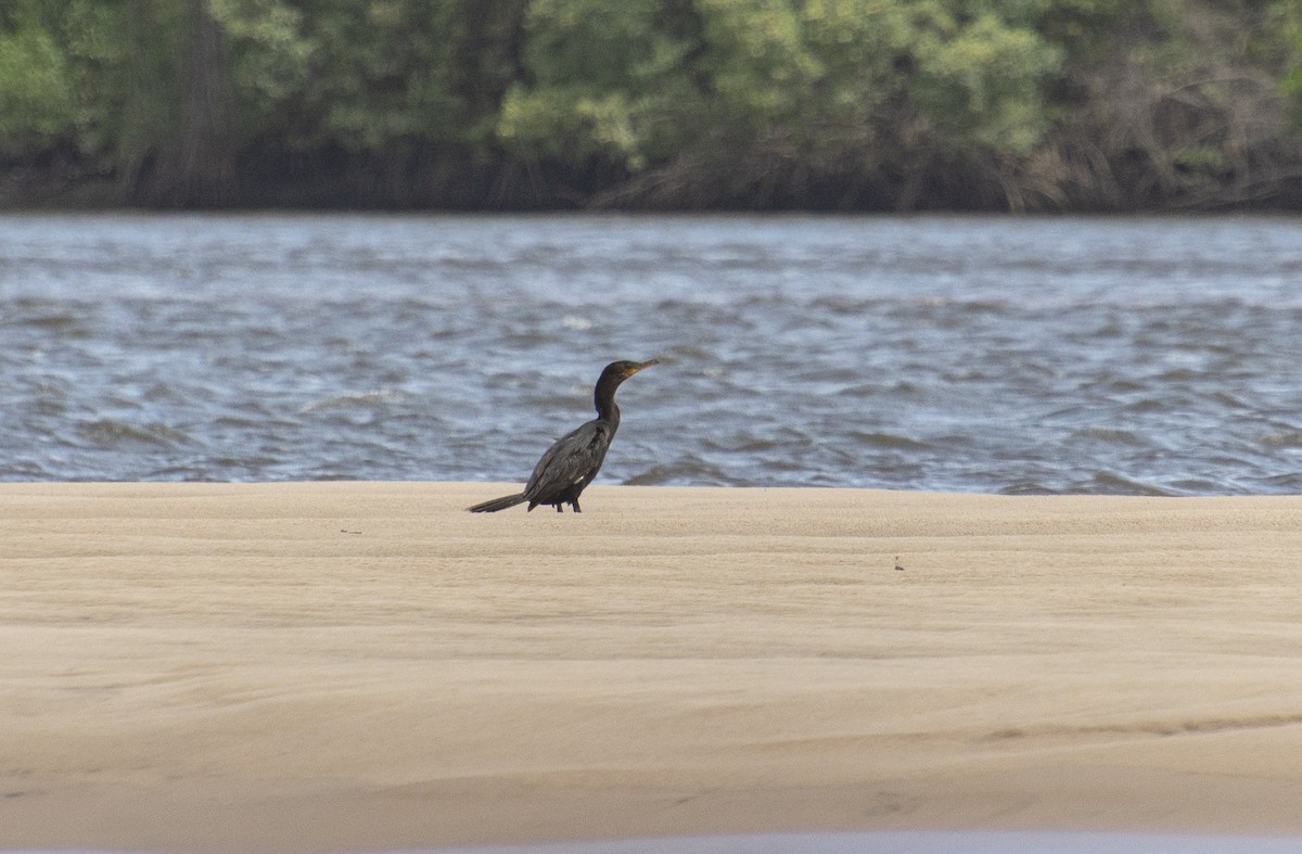 Neotropic Cormorant - ML612122310