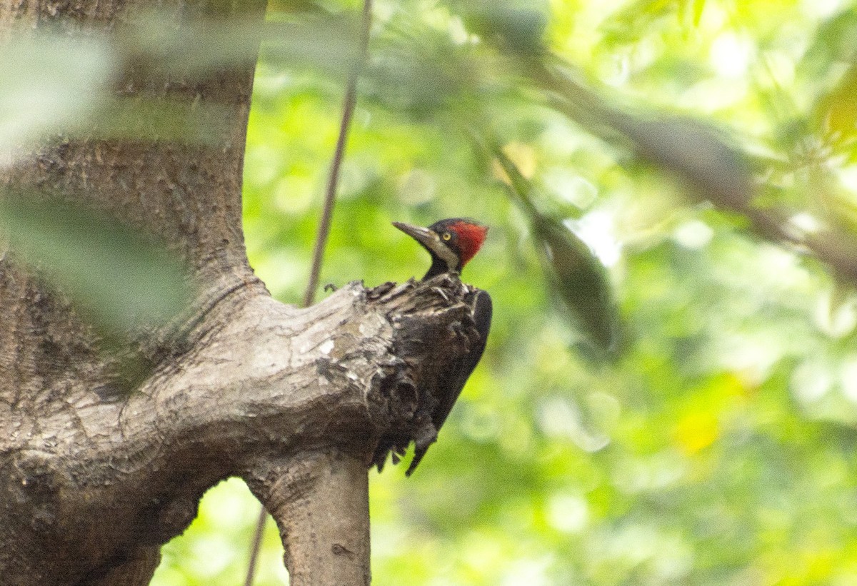 Crimson-crested Woodpecker - ML612122319