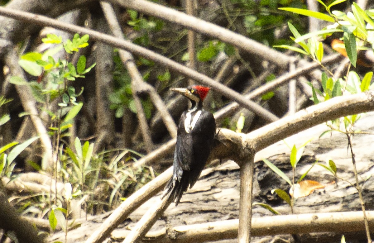 Crimson-crested Woodpecker - ML612122320