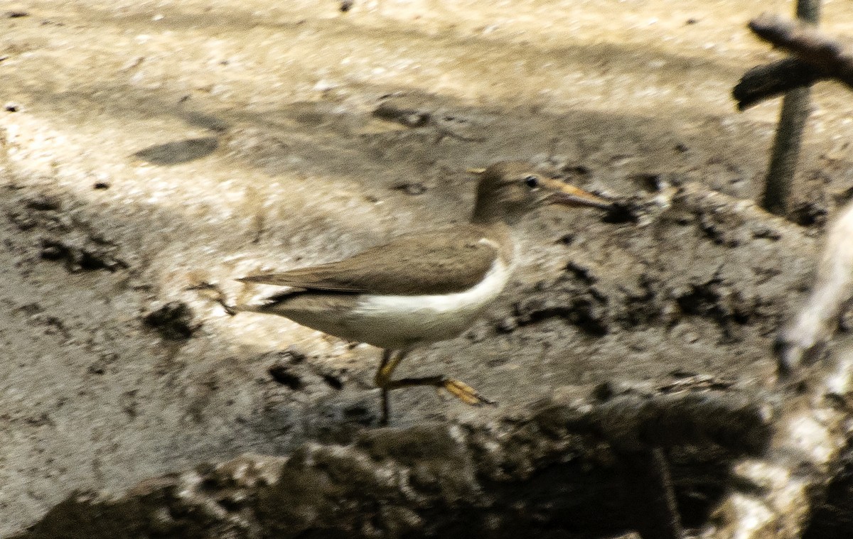 Spotted Sandpiper - ML612122327