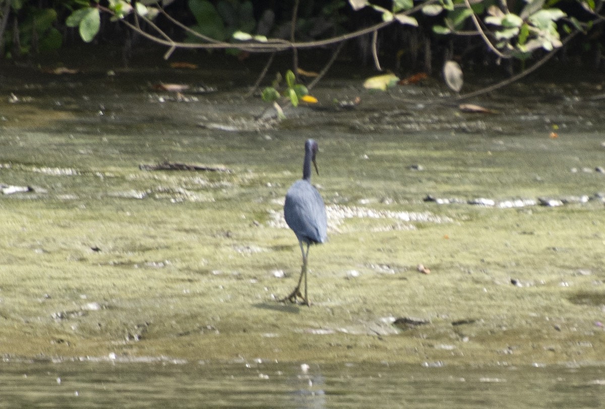 Little Blue Heron - ML612122336