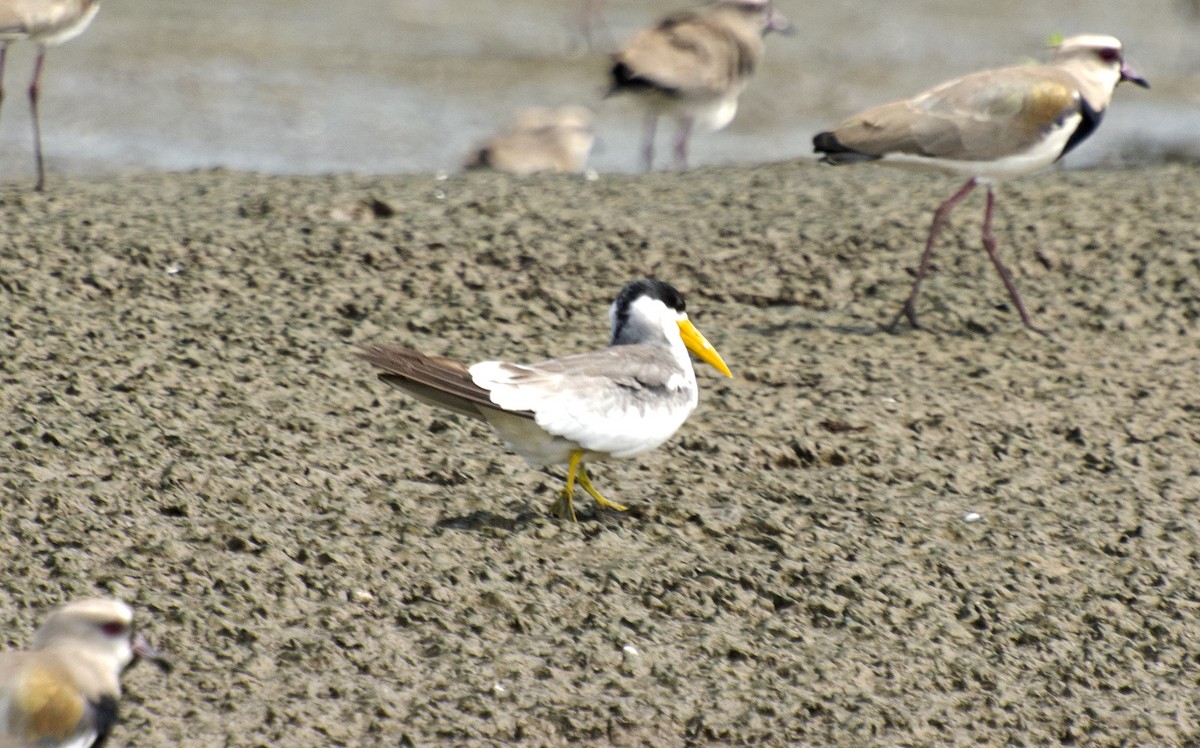 Southern Lapwing - ML612122346