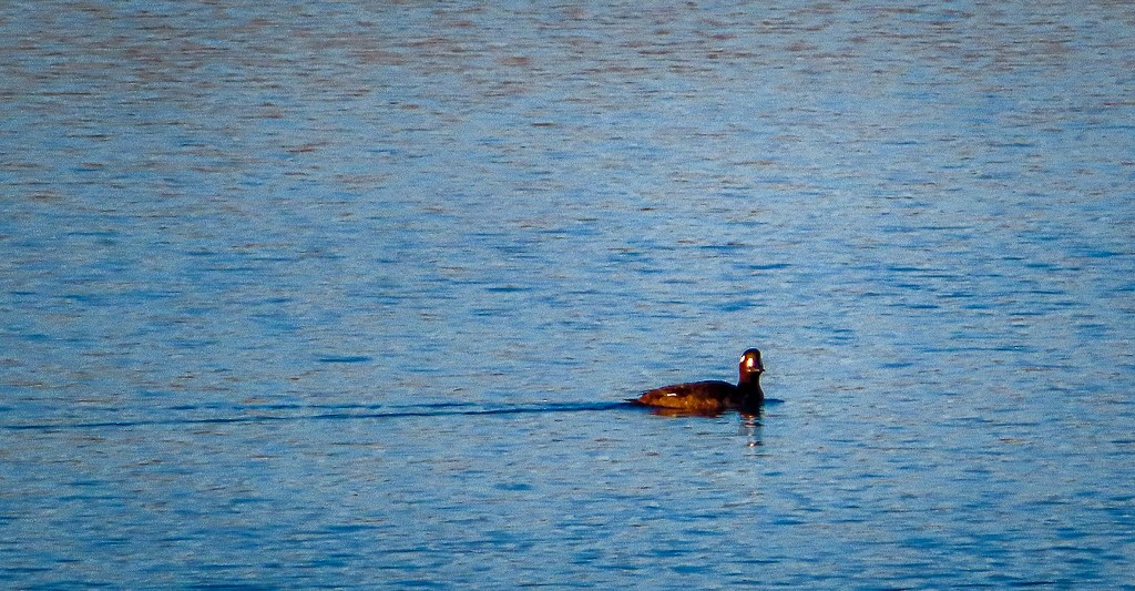 White-winged Scoter - ML612122360