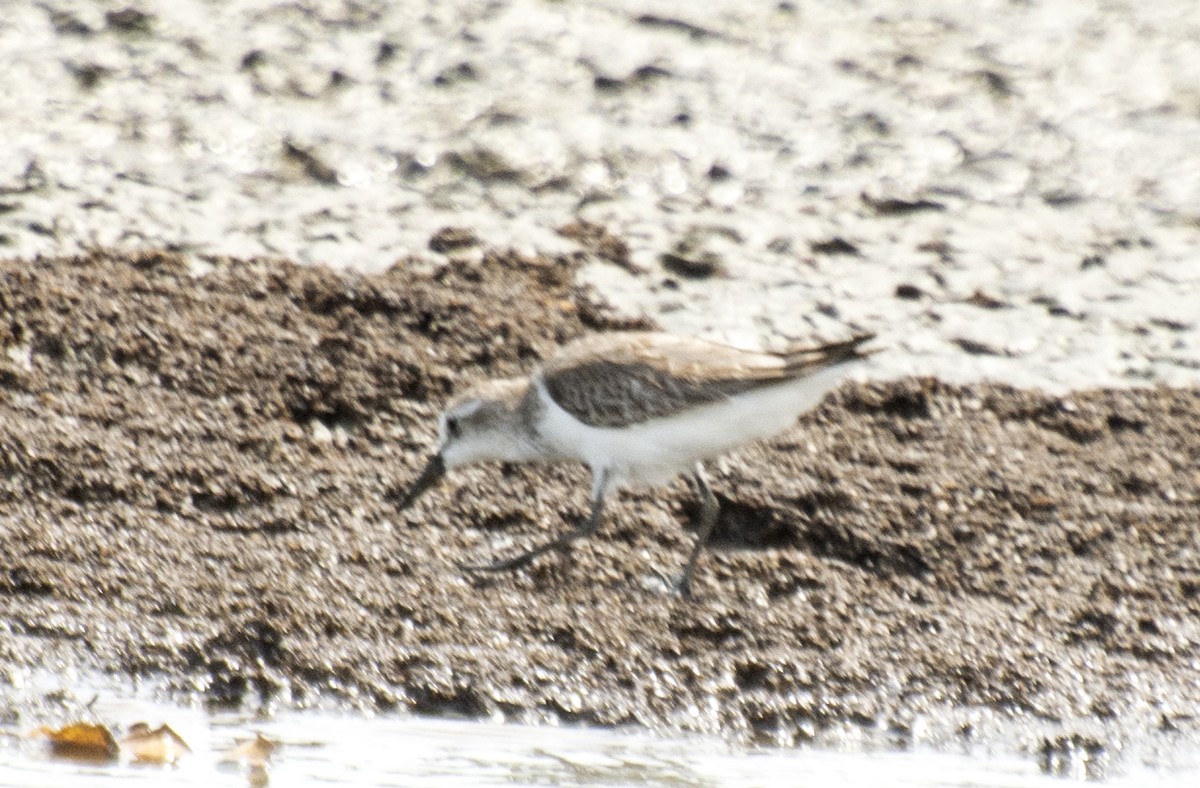 Semipalmated Sandpiper - ML612122361