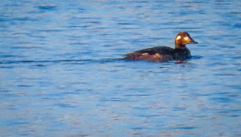 White-winged Scoter - Randall Williams