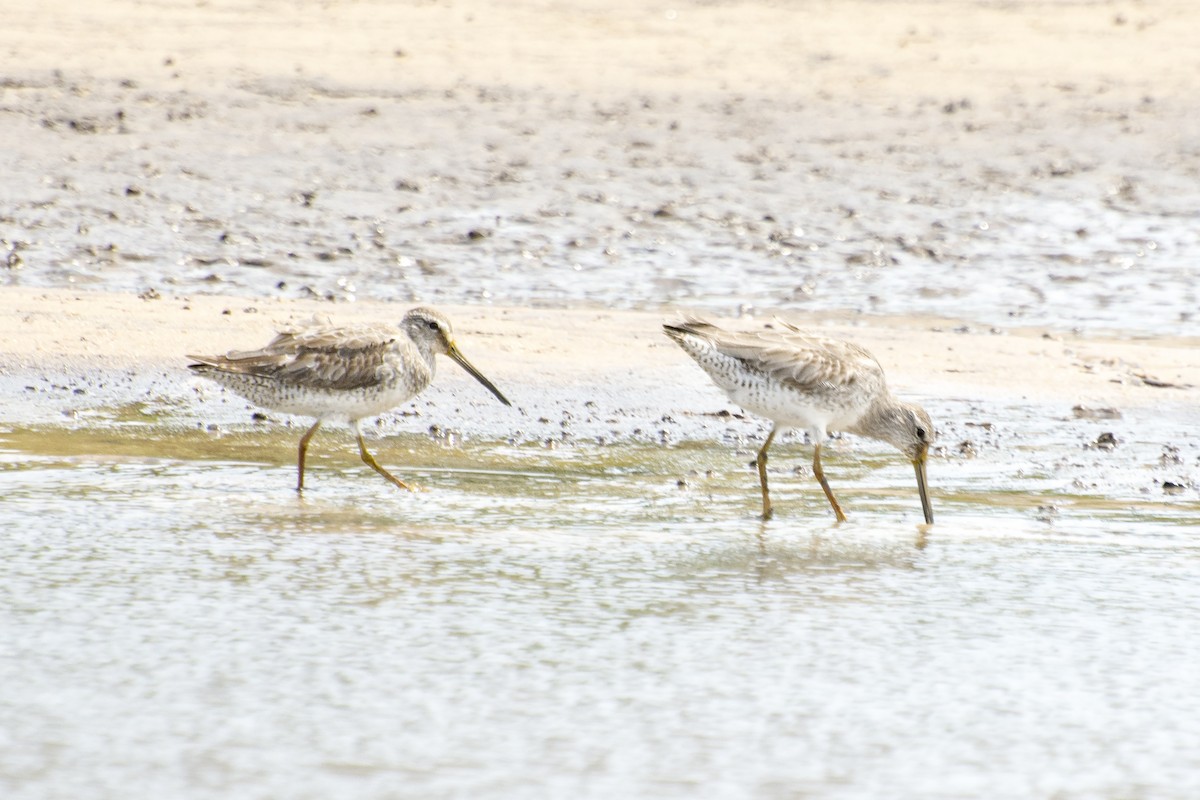 Short-billed Dowitcher - ML612122382