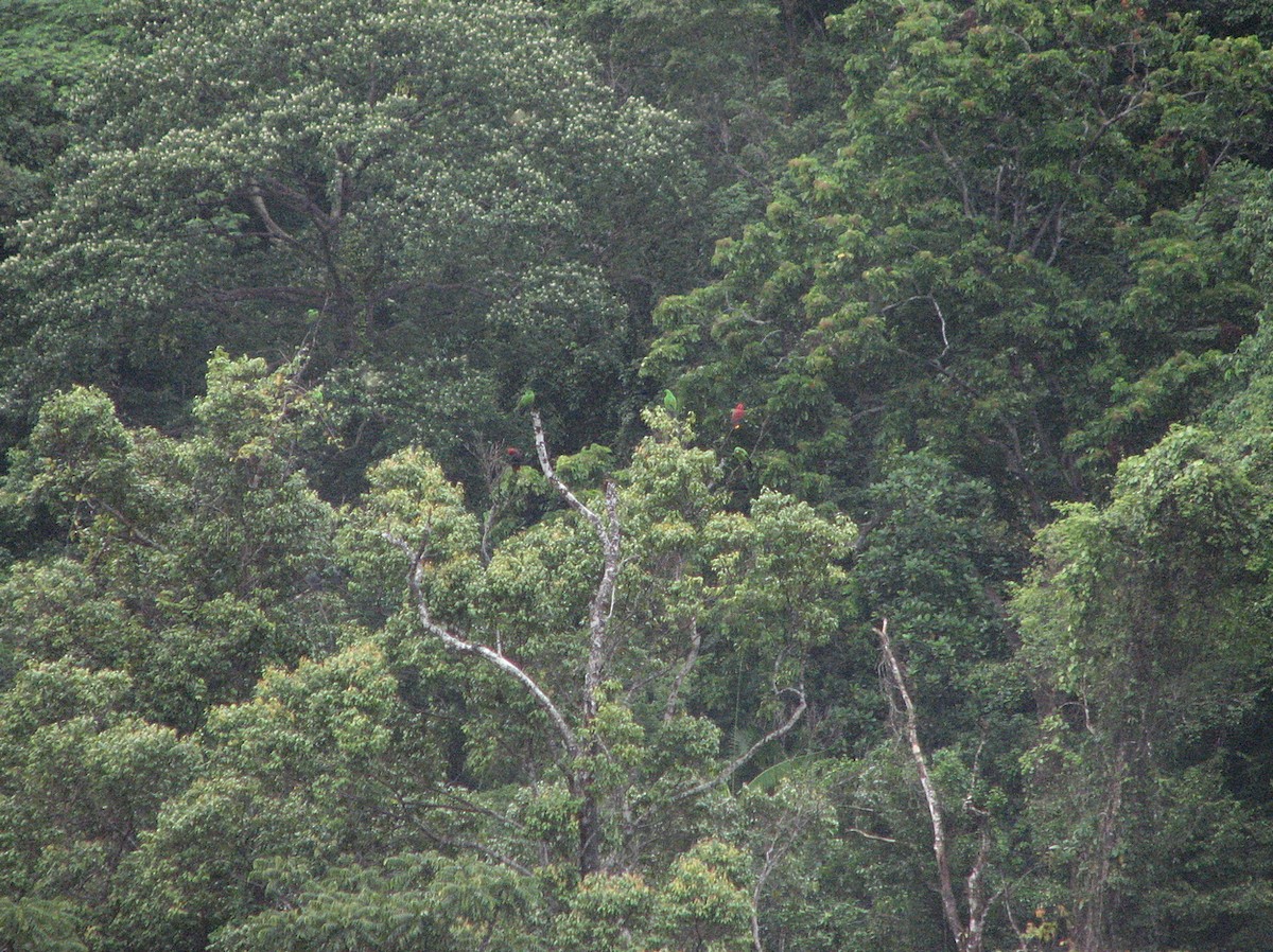 Moluccan Eclectus - ML612122416