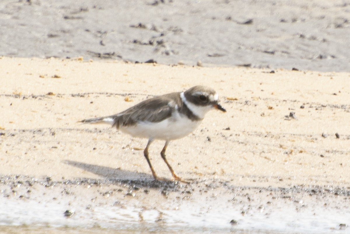Semipalmated Plover - ML612122422