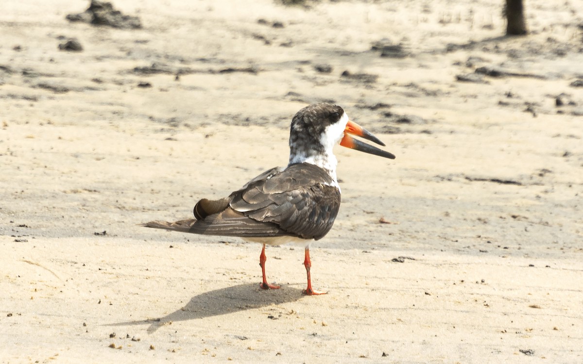 Black Skimmer - ML612122457