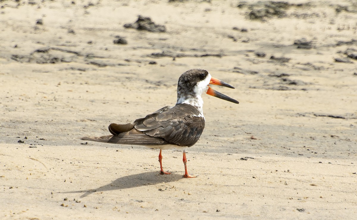 Black Skimmer - ML612122459