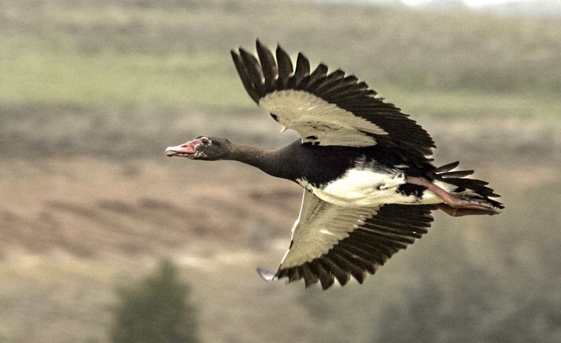 Spur-winged Goose - ML612122463
