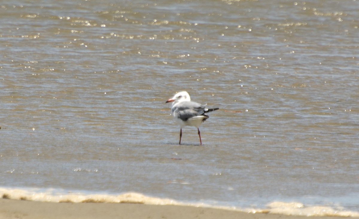 Gray-hooded Gull - ML612122474
