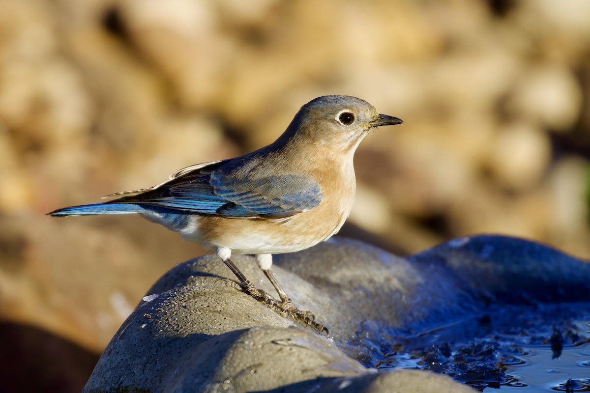 Eastern Bluebird - ML612122486