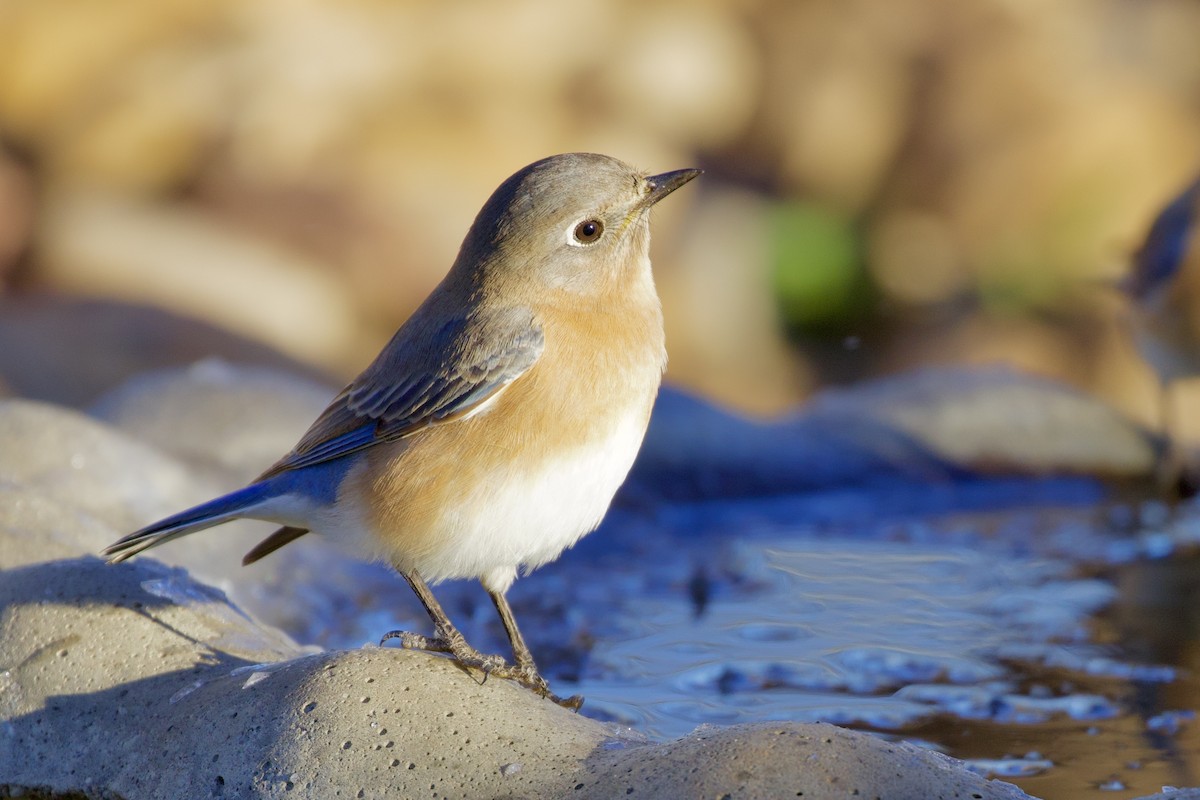 Eastern Bluebird - ML612122488