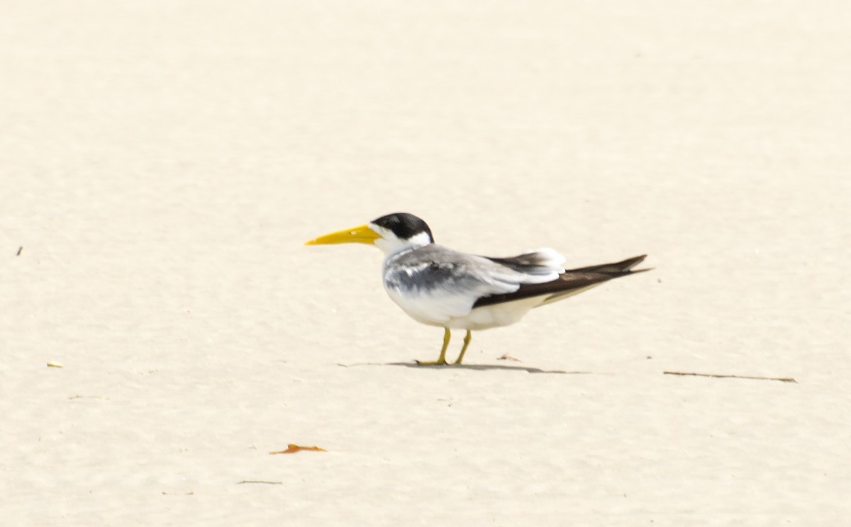 Large-billed Tern - ML612122508