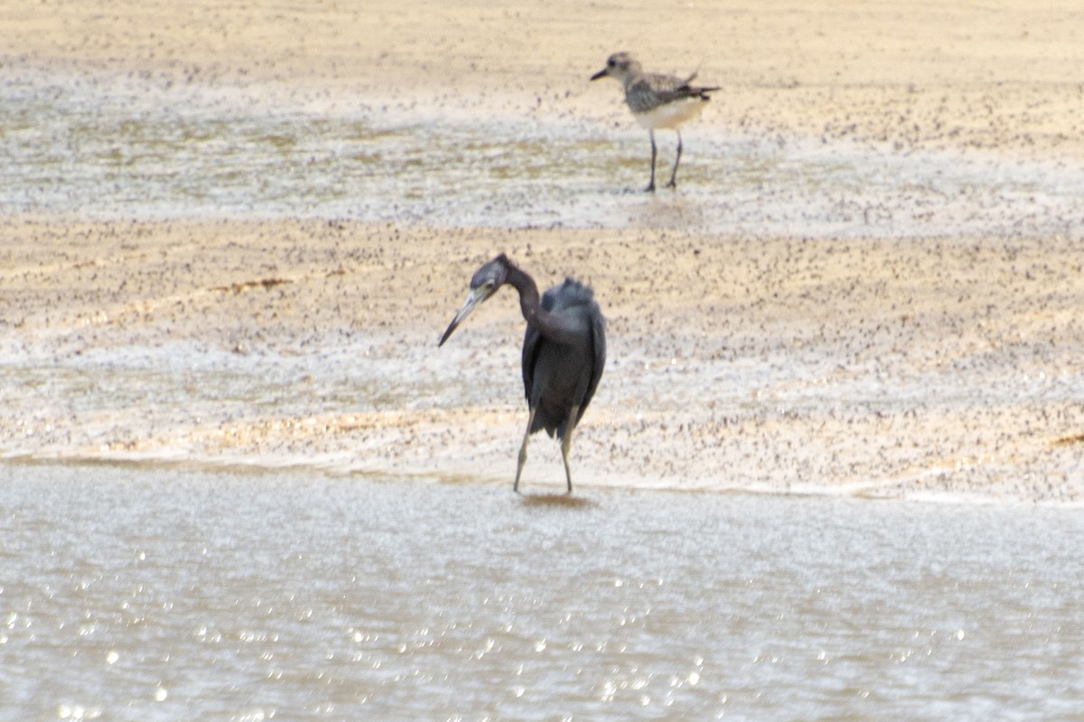 Little Blue Heron - ML612122514