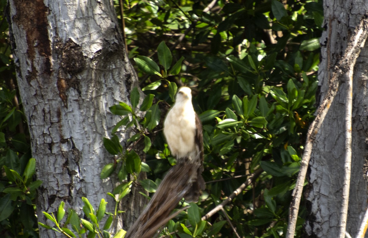 Yellow-headed Caracara - ML612122535