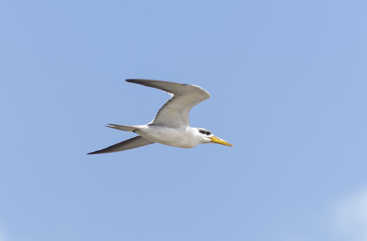 Large-billed Tern - ML612122546