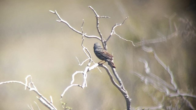 Carbonated Sierra Finch - ML612122605