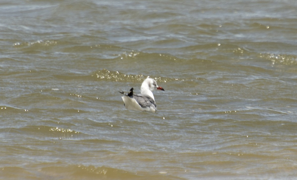Gray-hooded Gull - ML612122629