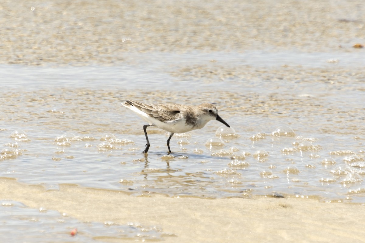 Semipalmated Sandpiper - ML612122643