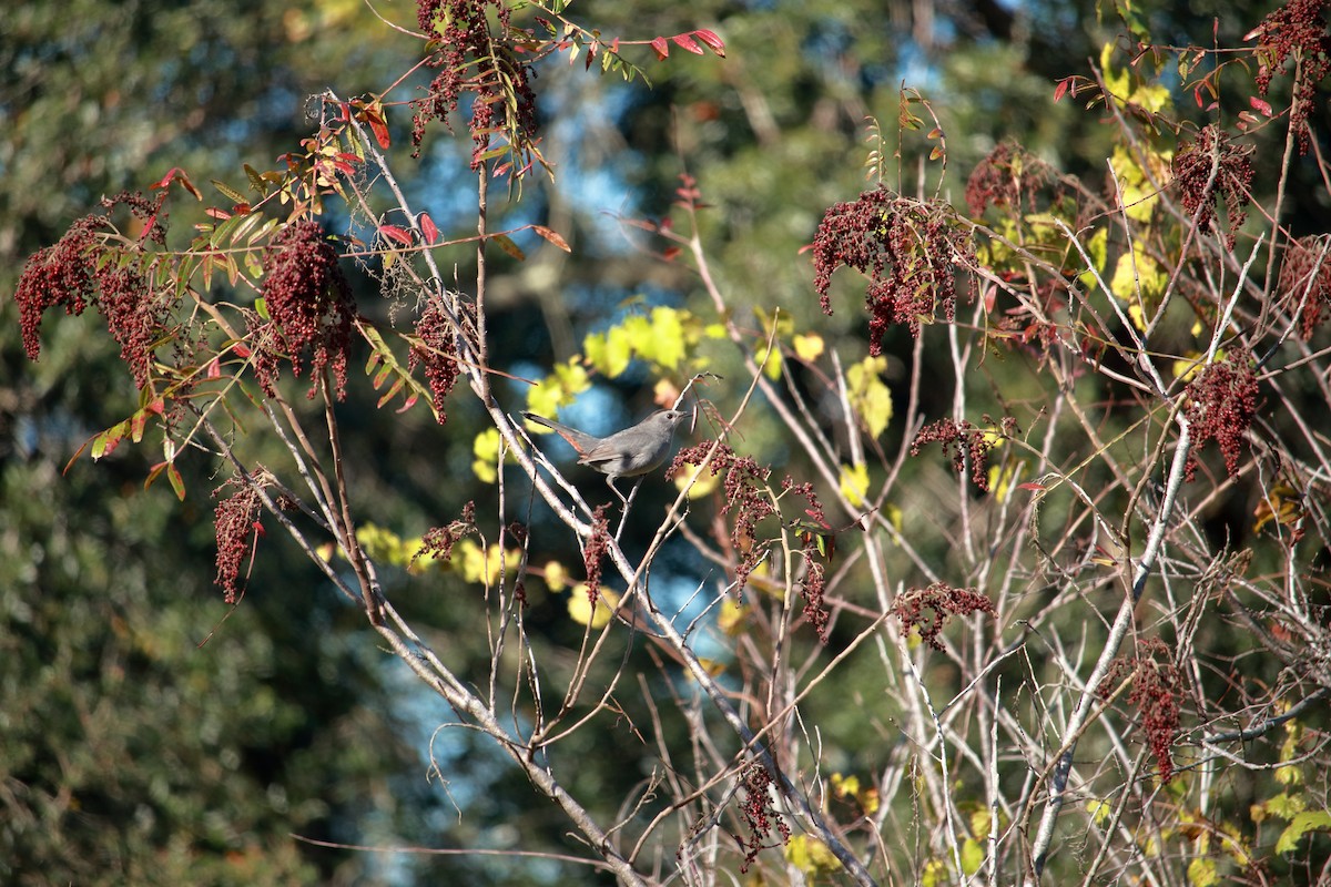 Gray Catbird - ML612122675