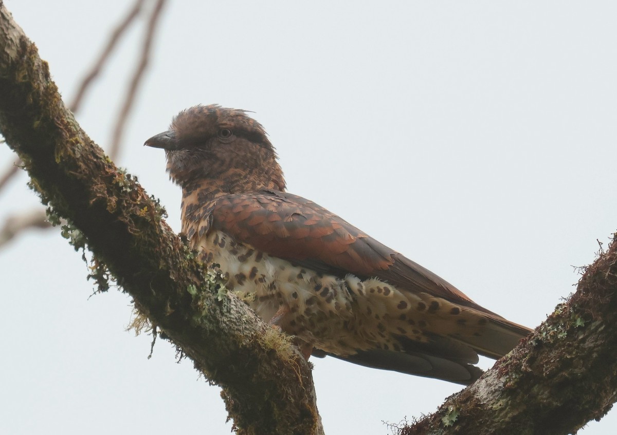 Cuckoo-roller - ML612122686