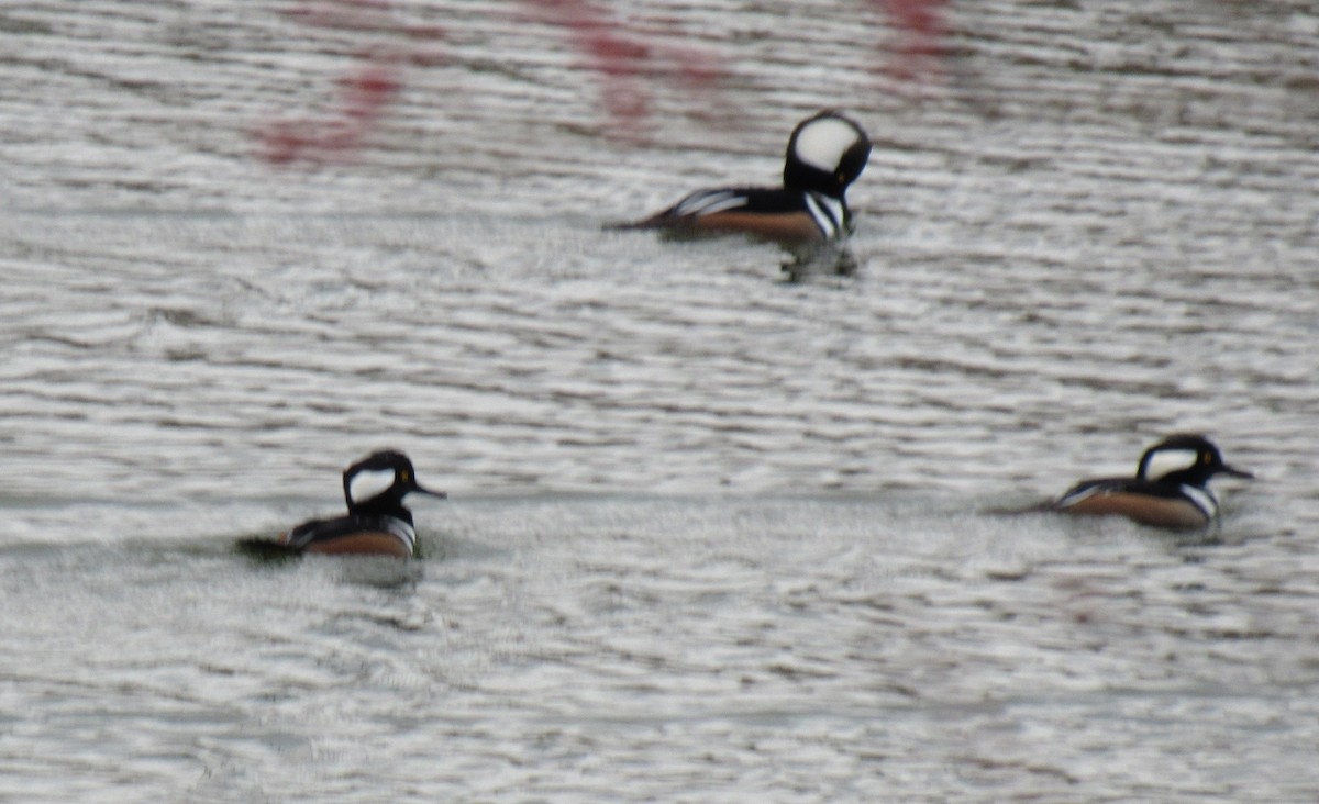 Hooded Merganser - ML612122696